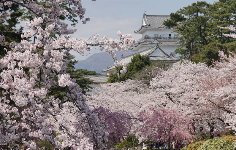 小田原城と桜8