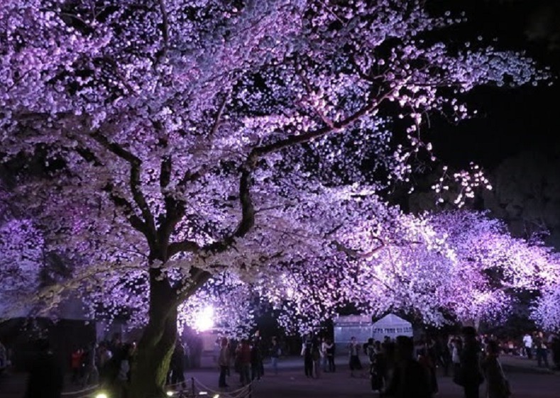 小田原城の桜⑫