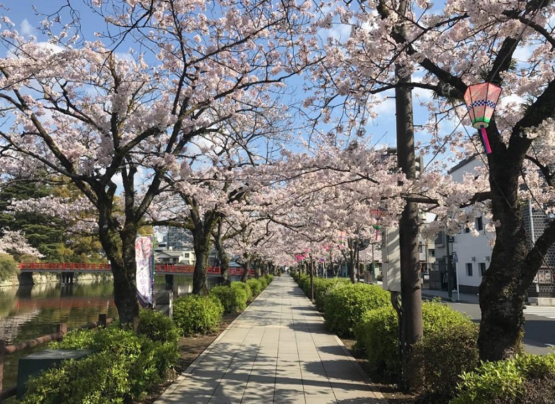 小田原城と桜11