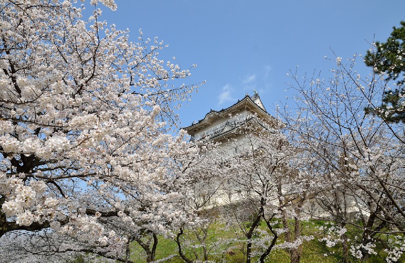 小田原城と桜1