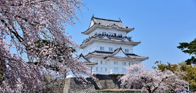 小田原城と桜3