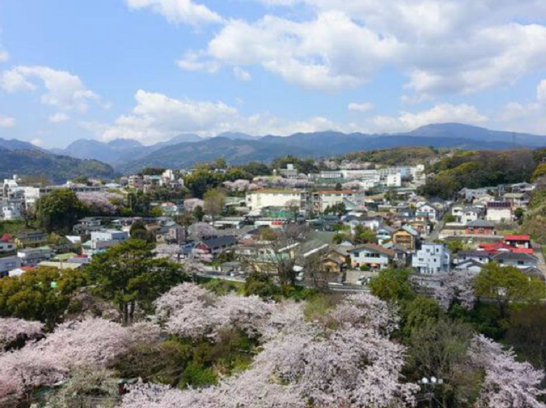小田原城の天守閣から見た桜