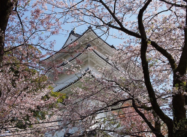 小田原城と桜5