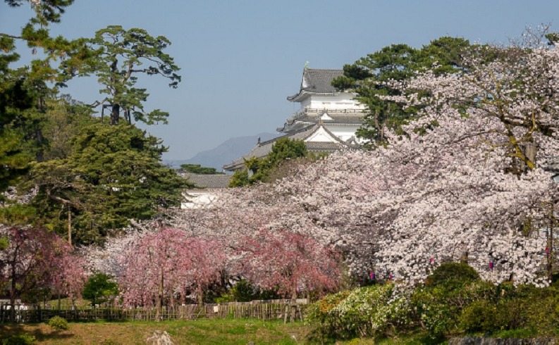 小田原城と桜2